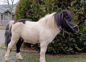 Пони Симпатяга стал символом 2026 года в Гродно