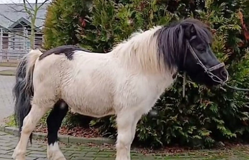 Пони Симпатяга стал символом 2026 года в Гродно