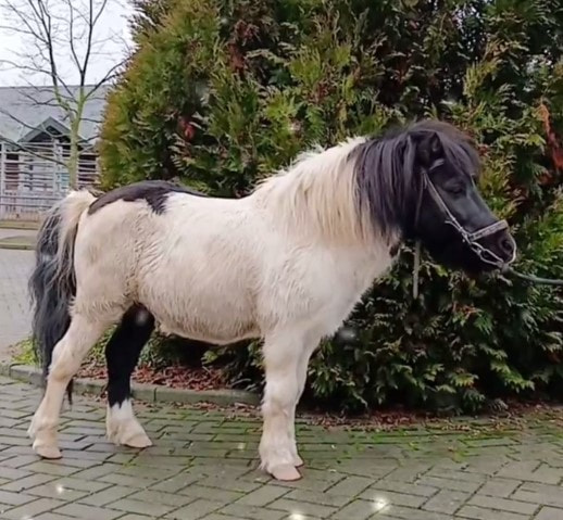 Симпатяга пони.jpg