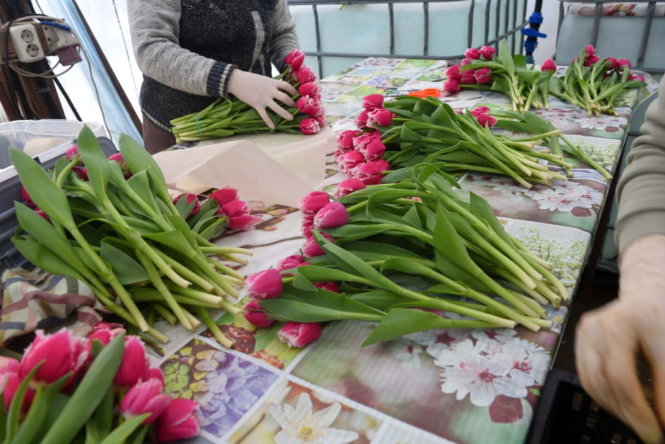 Как на Полесье выращивают тюльпаны 26.jpg