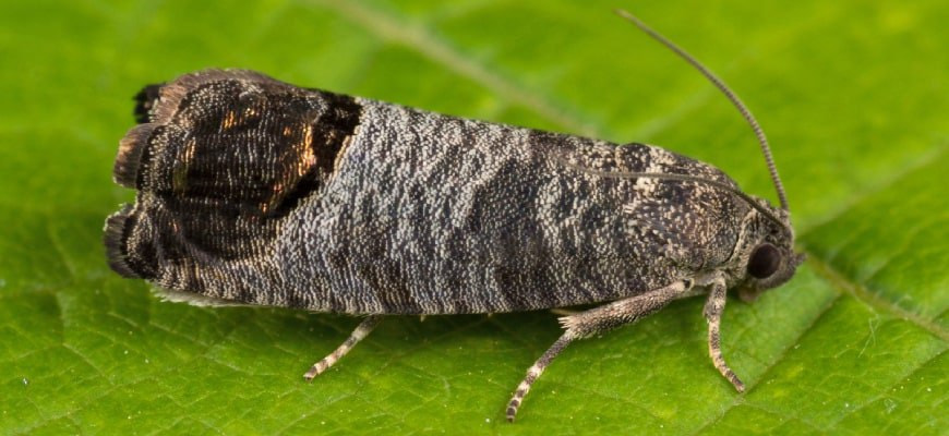 плодожорка.jpg плодожорка.jpg