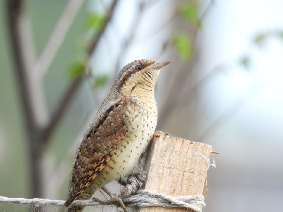 Сергей Резов и бердвотчинг 13.jpg