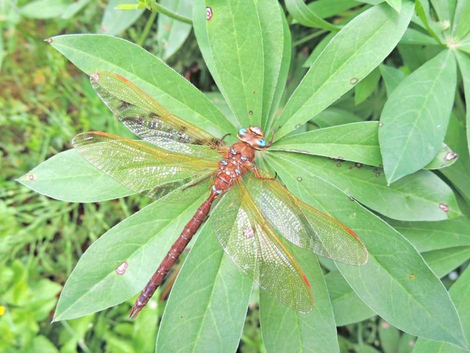 Стрекозы в Беларуси 9.jpg