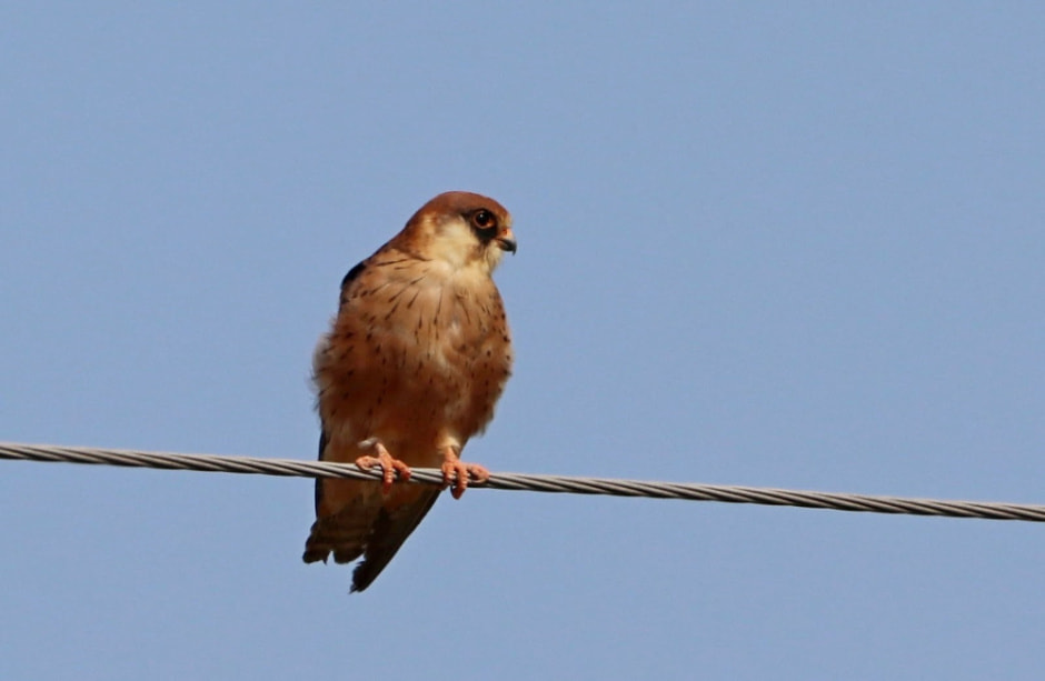 Миграция белорусских птиц 12.jpg