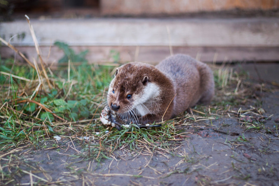 Агроусадьба Сосновый Бор 8.jpg