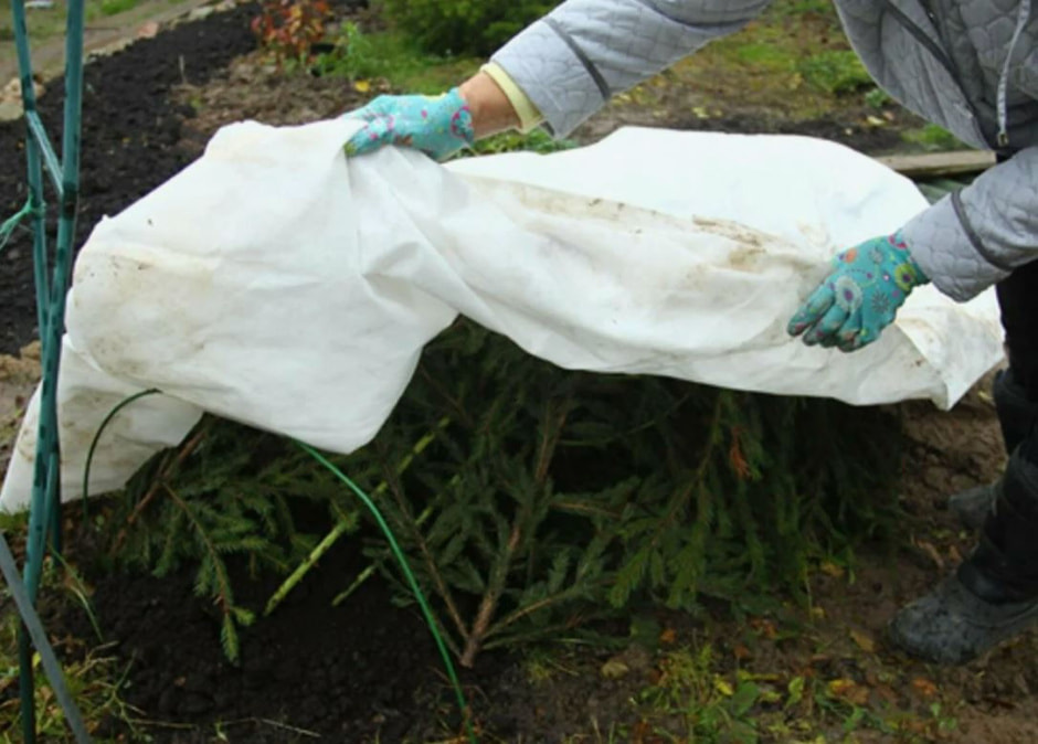 укрытие растений.jpg