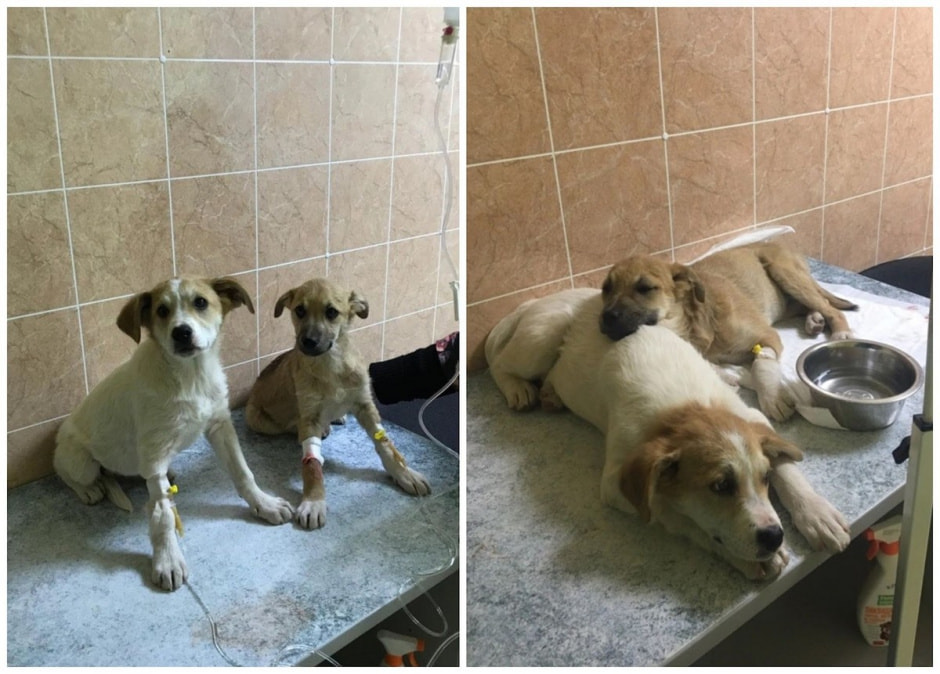 Как защитить собаку от пироплазмоза 3.jpg