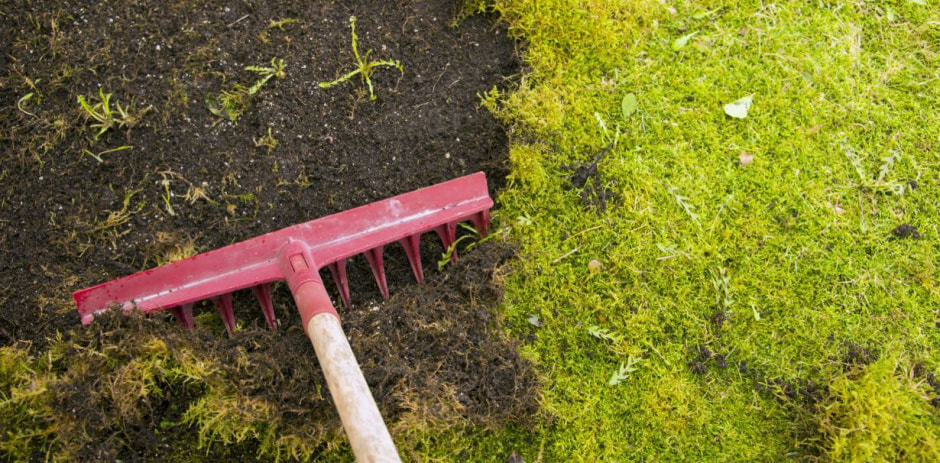 Мох на газоне Мох на газоне