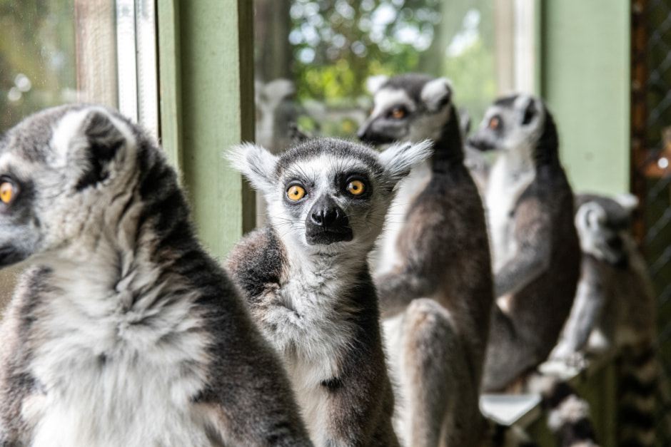 лемуры.jpg