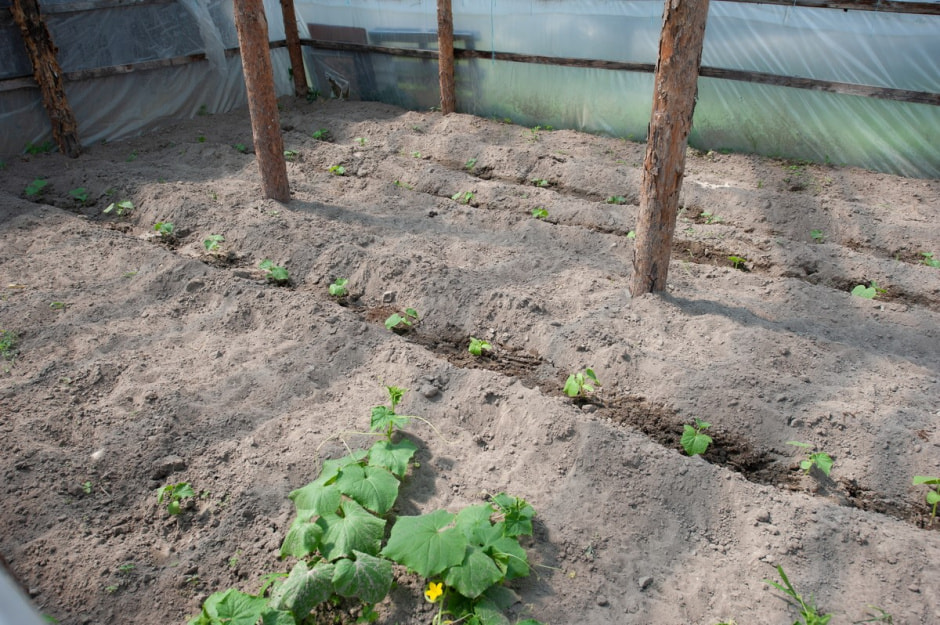 Семья Лой 20 лет выращивает огурцы и помидоры 23.jpg