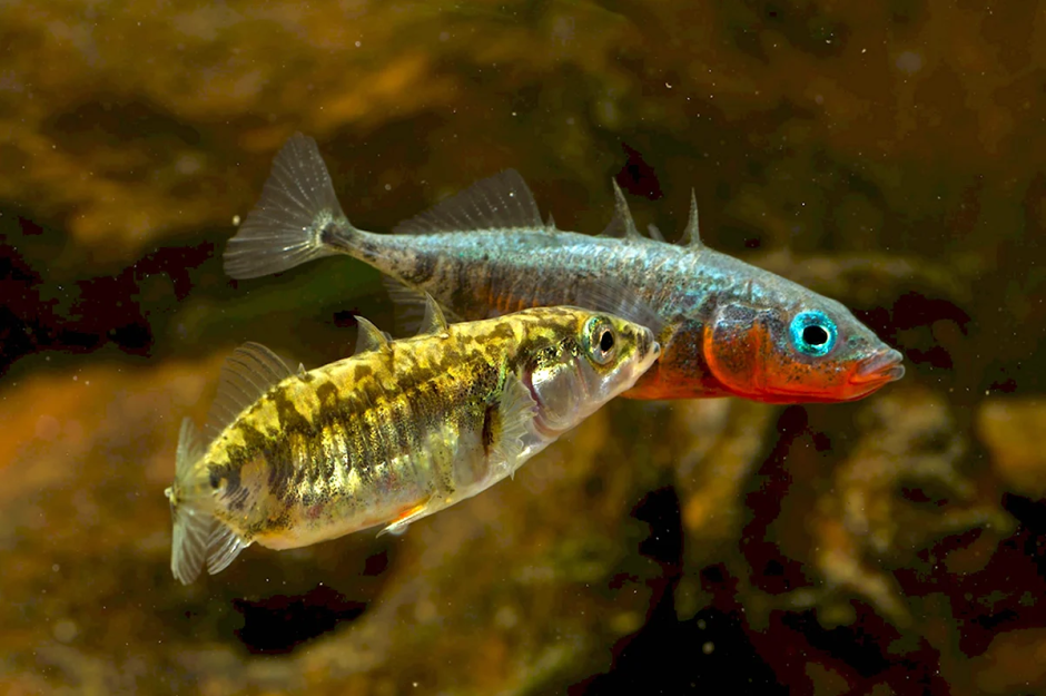 Трехиглая колюшка