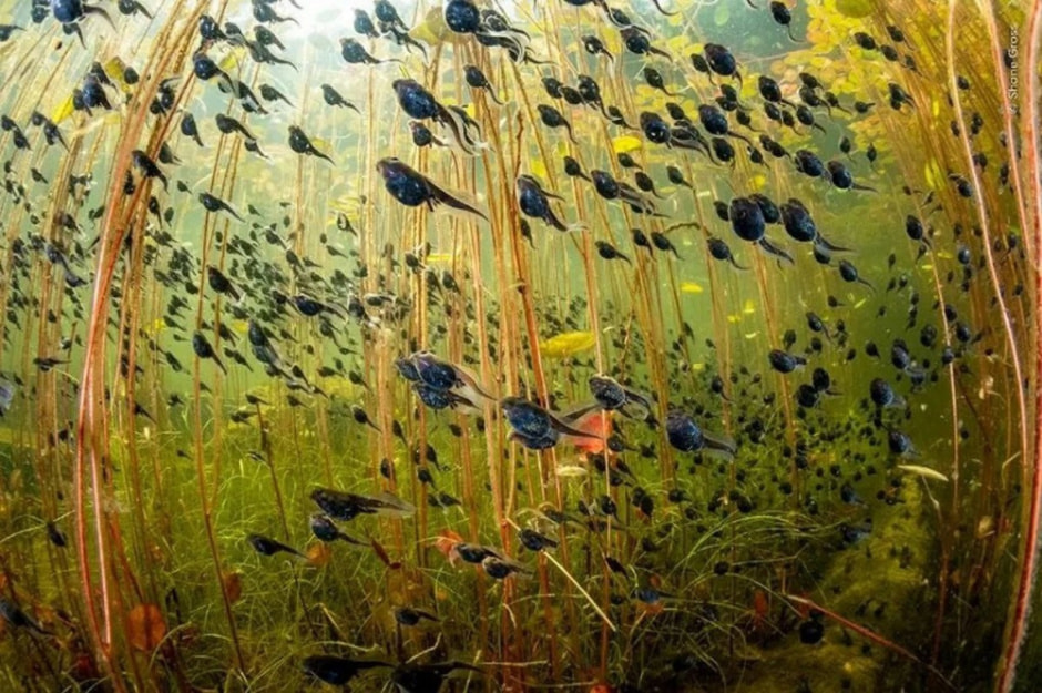 Фотоконкурсы дикой природы 2024 18.jpg