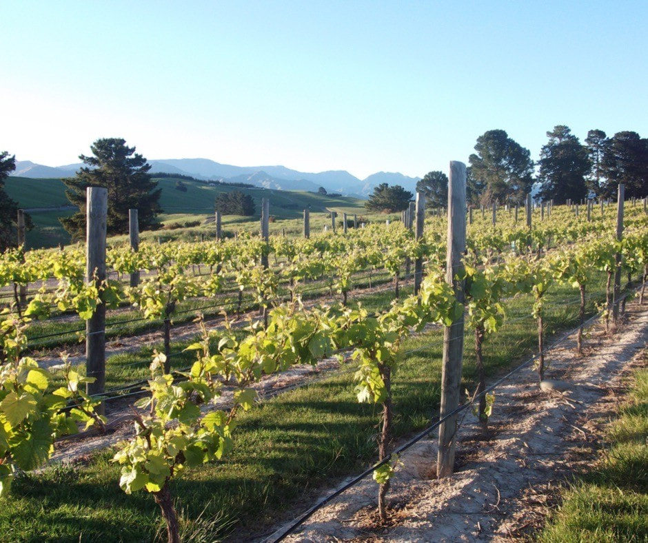 Ошибки виноделов 6.jpg