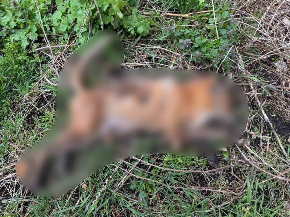 лиса.jpg лиса.jpg