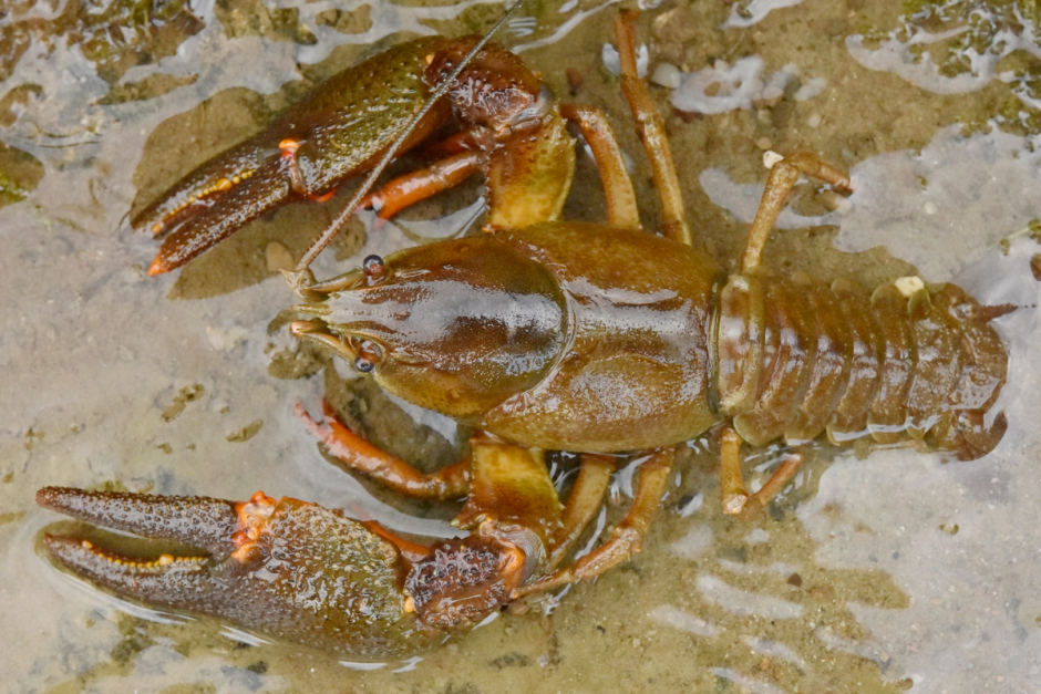 Речные раки 7.png