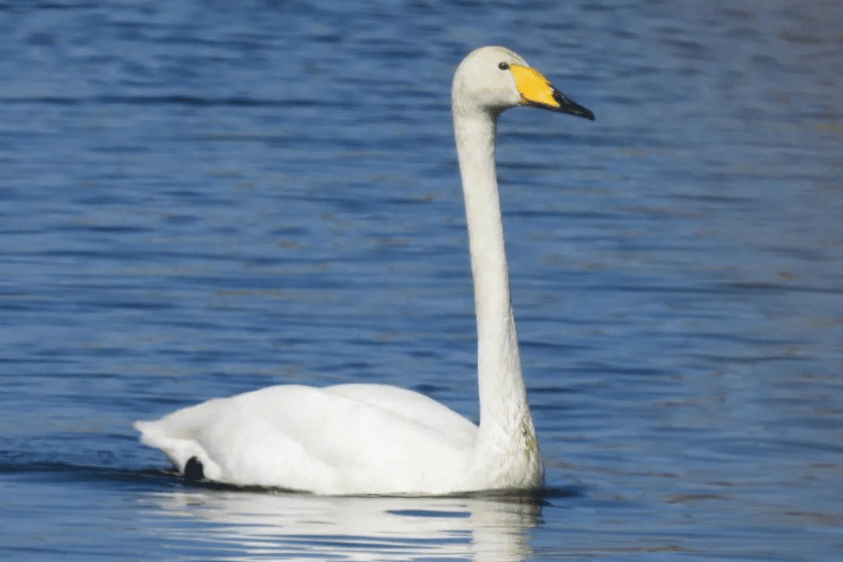 Лебедь-кликун 7.png