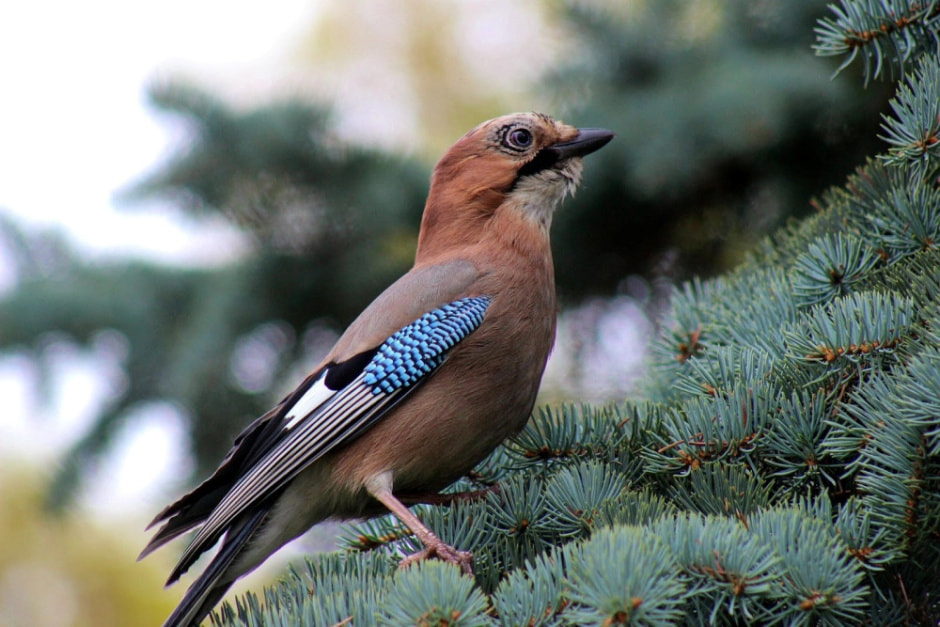 Врановые птицы Беларуси 19.jpg