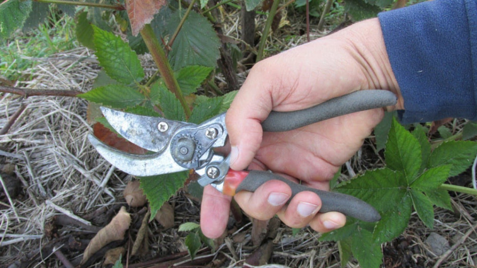 Как обрезать ежевику к зиме.jpg Как обрезать ежевику к зиме.jpg