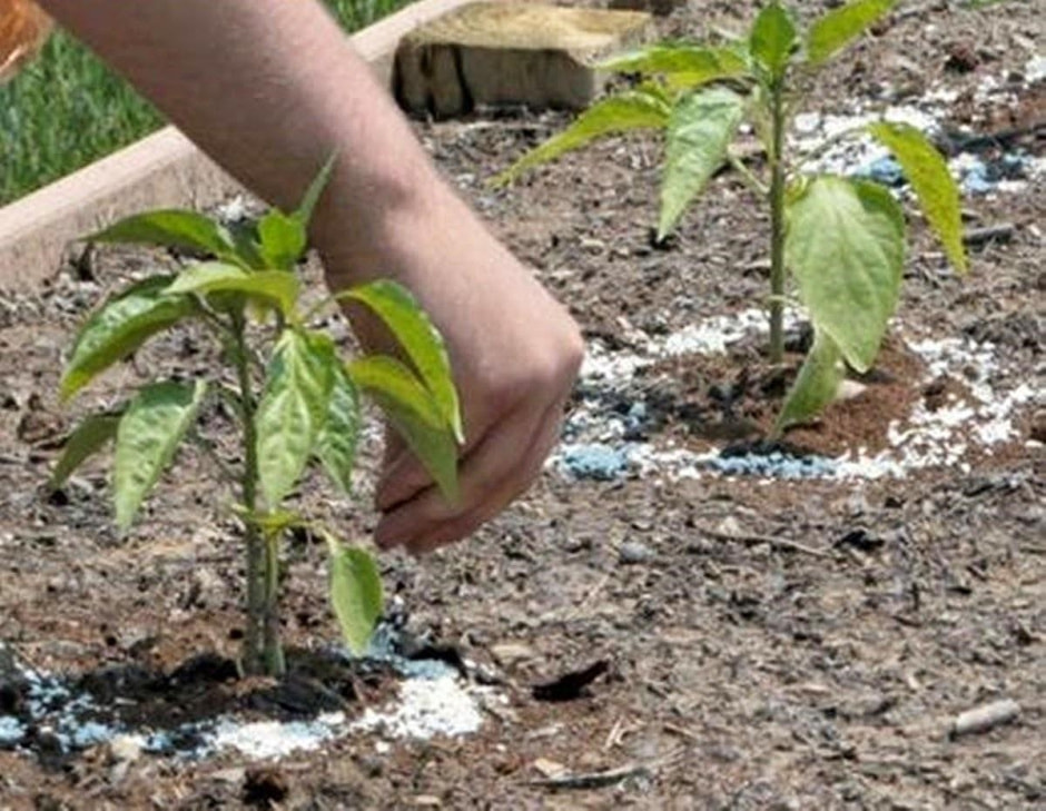 Подкормка томатов и перцев 2.jpg