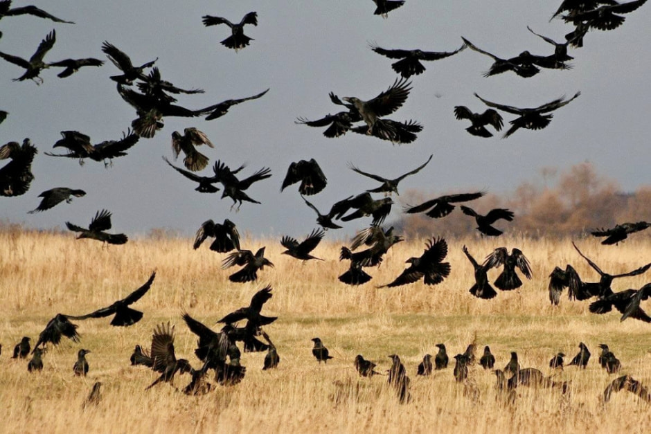 Врановые птицы Беларуси 15.jpg