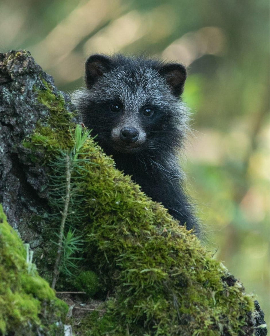 9-Щенок енотовидной собаки.jpg