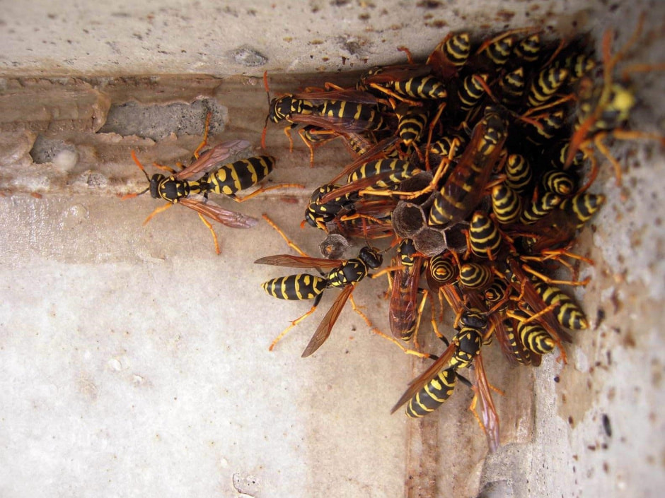 Осы и шершни на даче 1.jpg