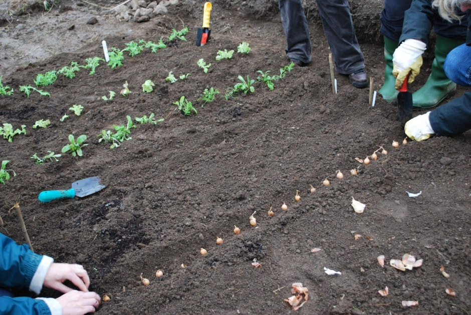 Когда что садить на даче 3.jpg