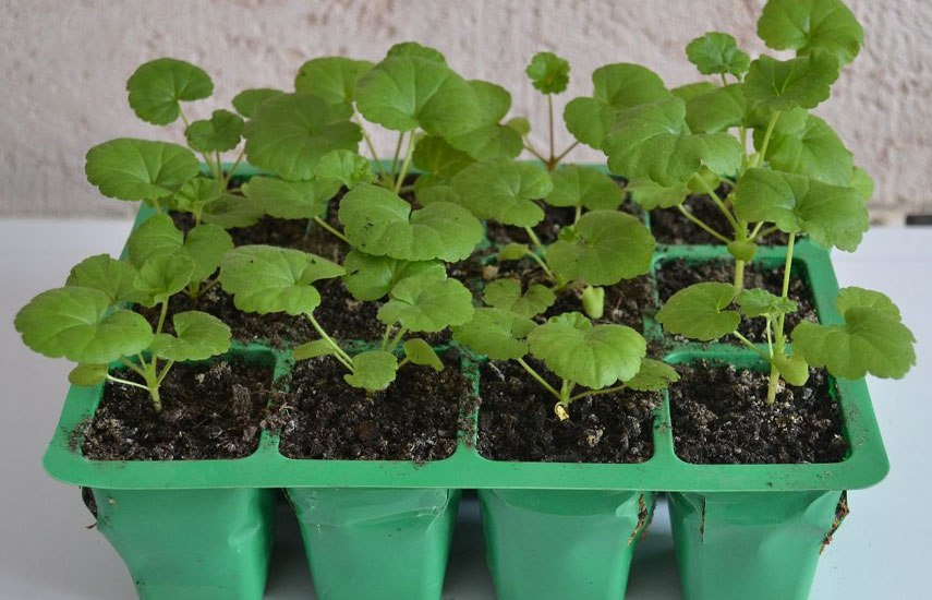 бегония 4.jpg