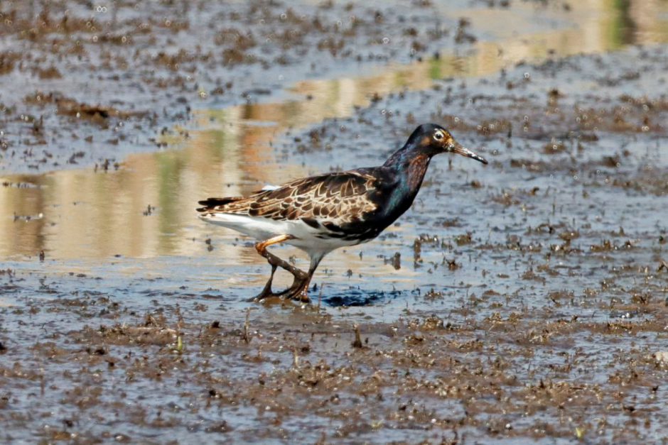 Турухтаны 7.png