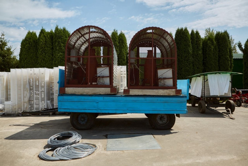 Как выращивают голубику 25.jpg