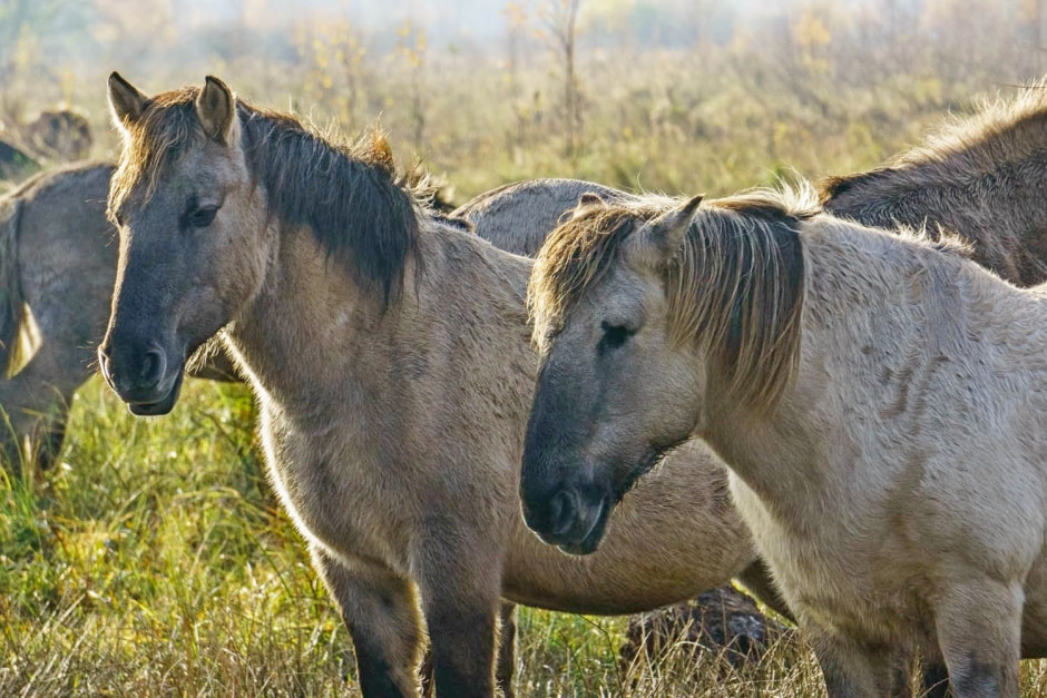 Тарпановидные лошади 4.jpg