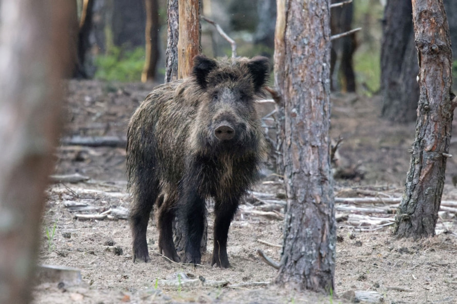 Забор в Беловежской пуще 7.jpg
