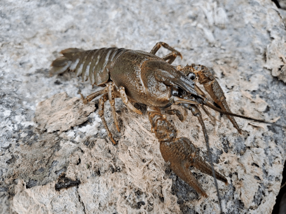 5-Широкопалый рак.png