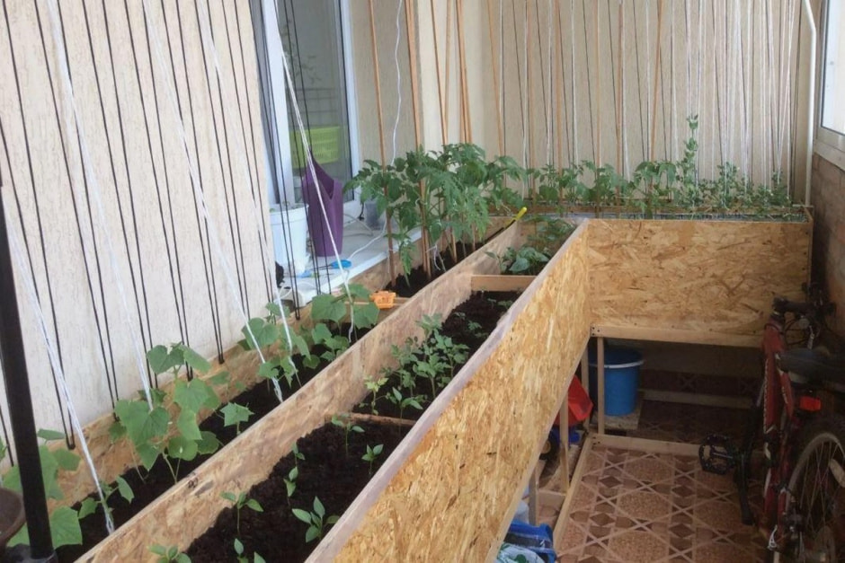 Огород на балконе 5.jpg
