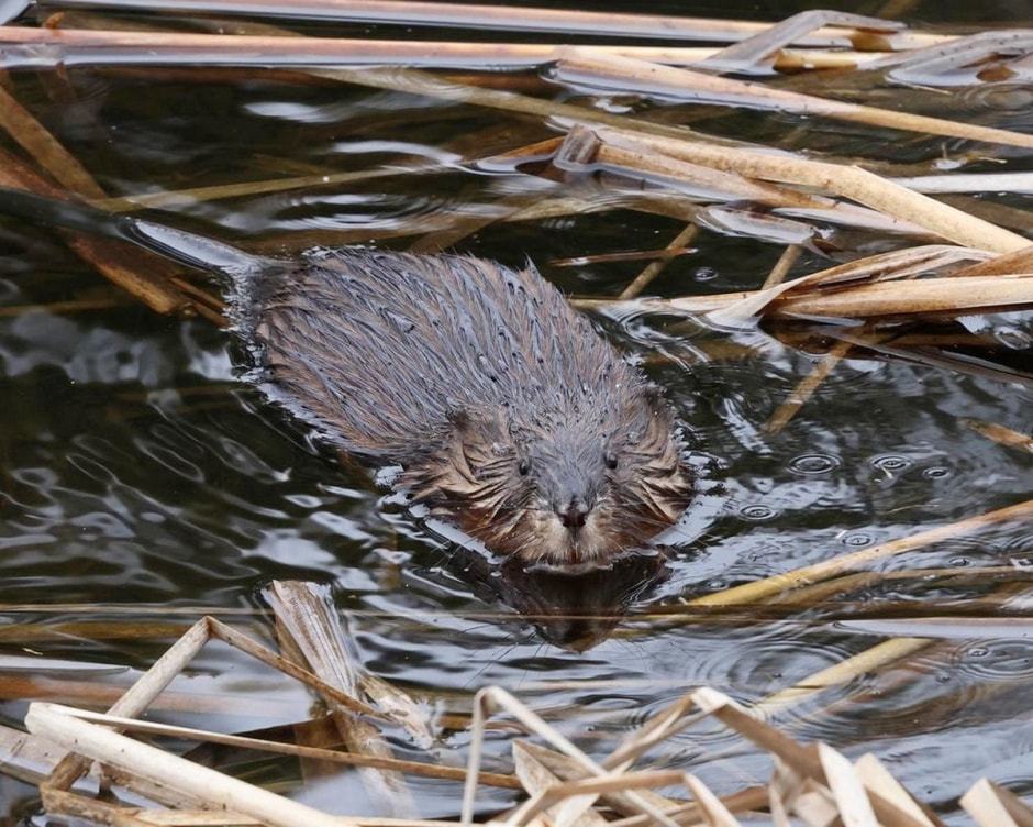Ондатры 9.jpg