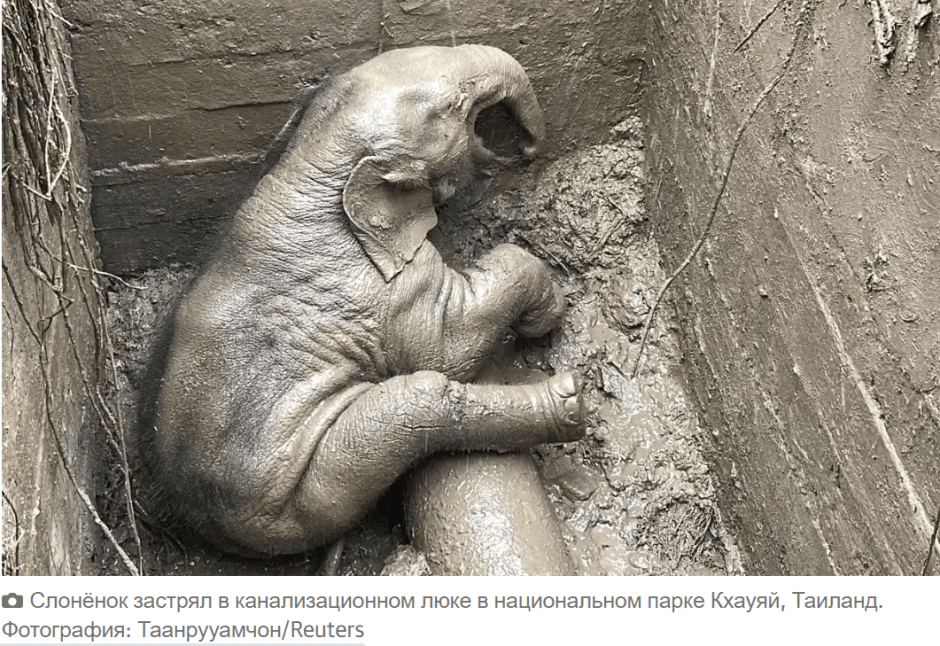 слон1.png слон1.png