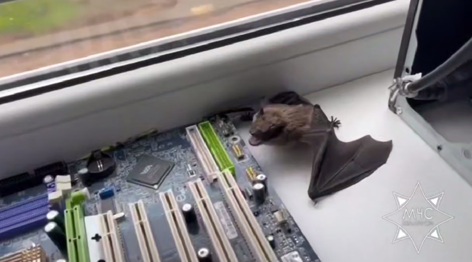 Летучая мышь на подоконнике.jpg