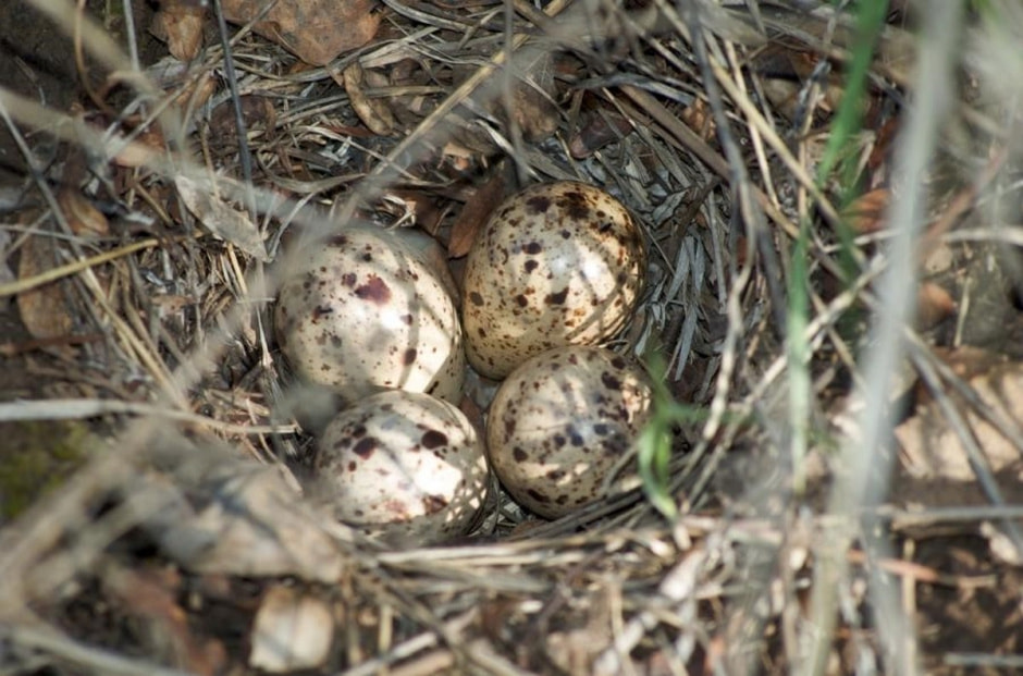 Яйца диких птиц 9.jpg