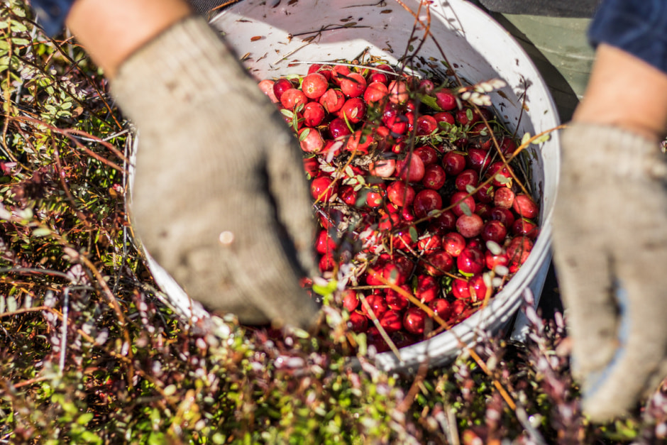 Полесские журавины 11.jpg