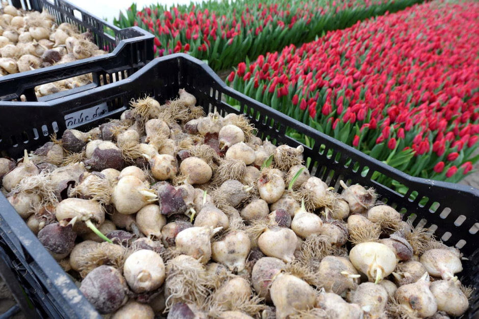 Как на Полесье выращивают тюльпаны 5.jpg