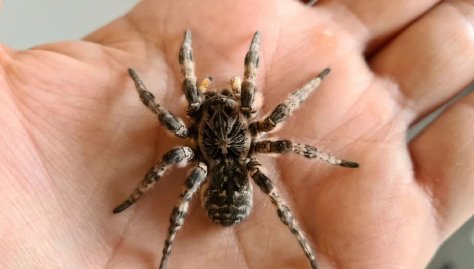 тарантул на руке