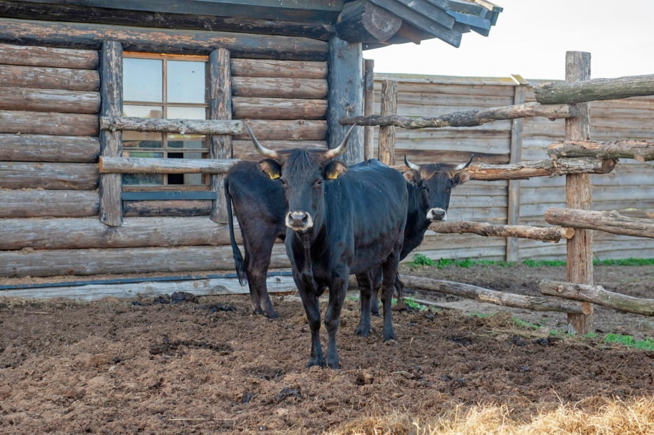 Быки Хека 12.jpg