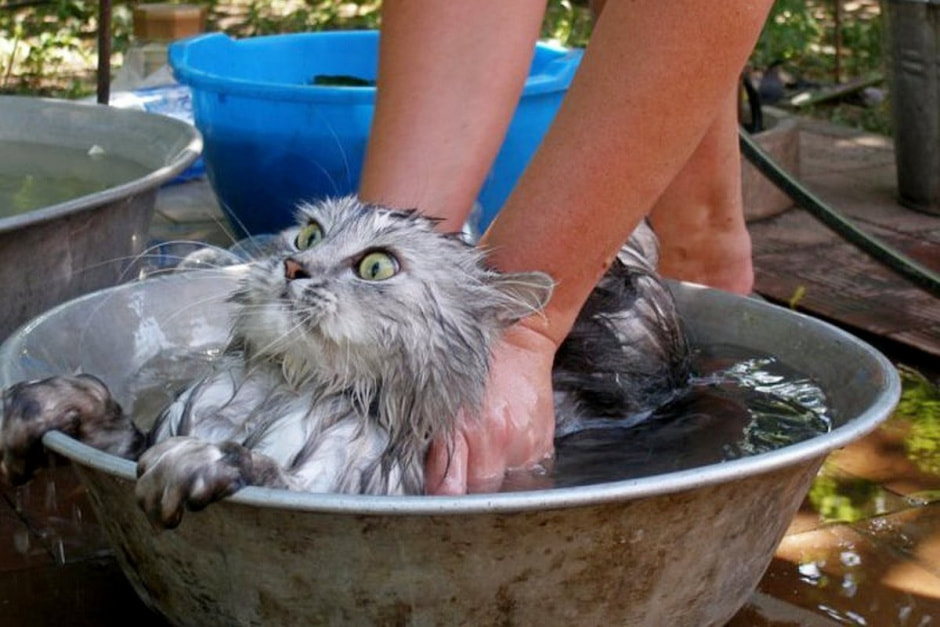 2-Кота купают в тазике.jpg
