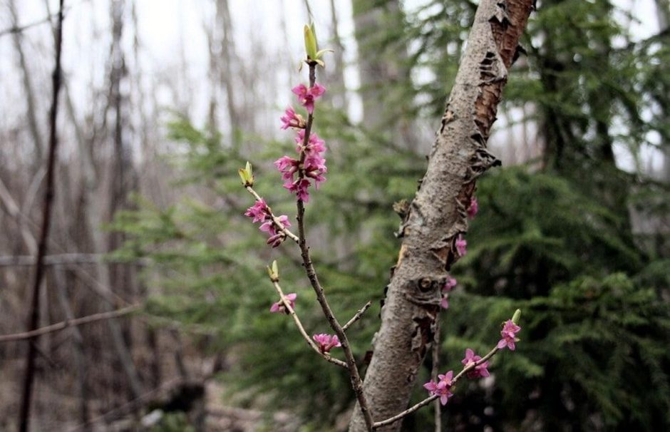 Первоцветы 3_Волчье лыко.jpg