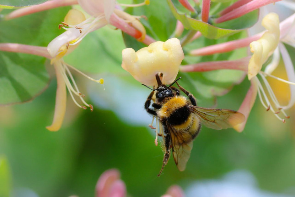 Инна Шкурко Пчела 2.jpg