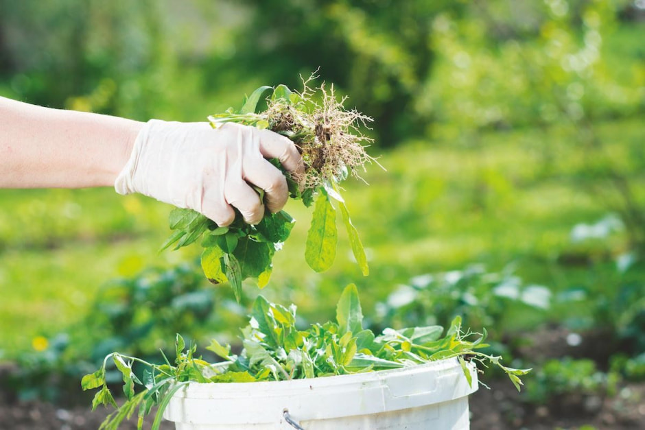 Полезные сорняки 1.jpg Полезные сорняки 1.jpg