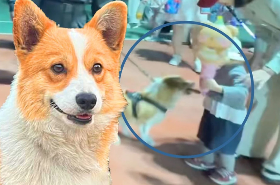 Корги отобрал сосиску .jpg