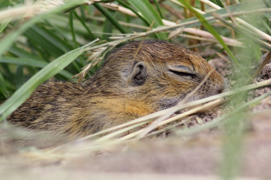 Крапчатый суслик 11.jpg