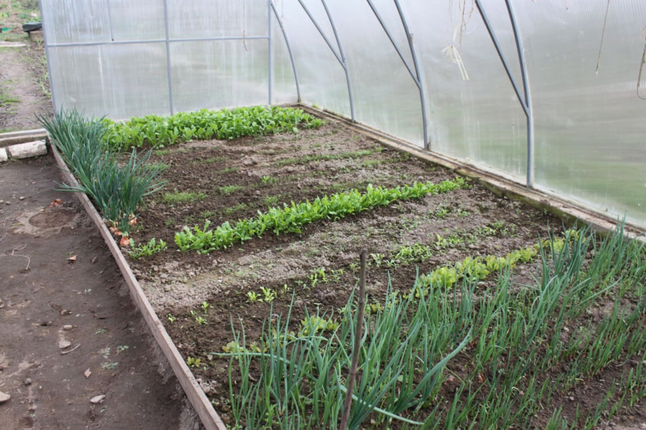 посадки_теплица2.jpg