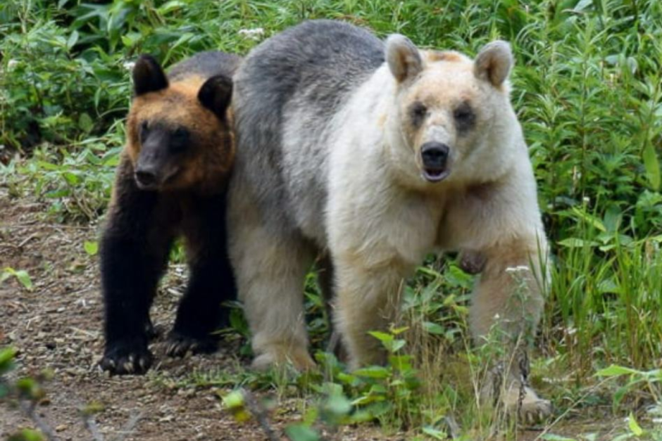 Медведи под контролем 8.png